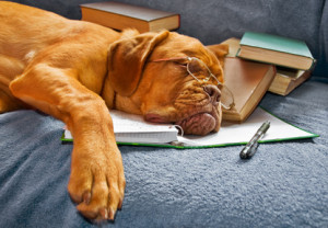 dog sleeping